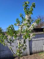 коммерческая недвижимость, Малая Даниловка, Лесная (Красноармейская, Косиора, Кирова, Котовского), Харьковская область