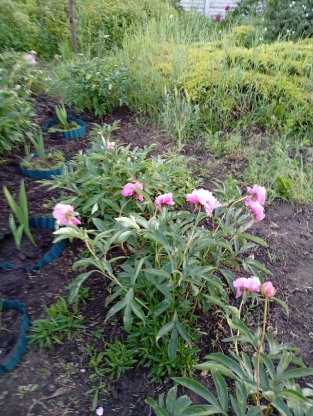 Дом, 4-кімн., Малая Даниловка, Харьковский район