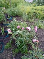 дом, Малая Даниловка, Харьковская область