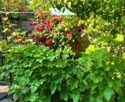 дом, Малая Рогань, Харьковская область