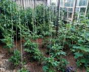 дом, Малая Рогань, Харьковская область