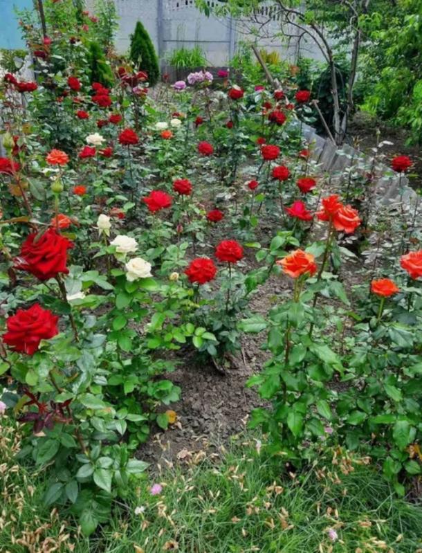 Дом, 5-кімн., Новая Водолага, Харьковский район