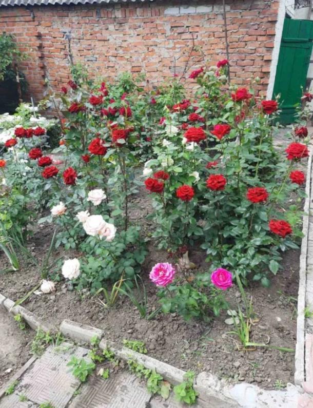 Дом, 5-кімн., Новая Водолага, Харьковский район