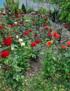 дом, Новая Водолага, Харьковская область