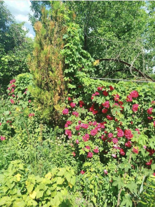 Дом, 4-кімн., Харьков, Сортировка