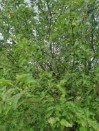 дом, Каменная Яруга, Харьковская область