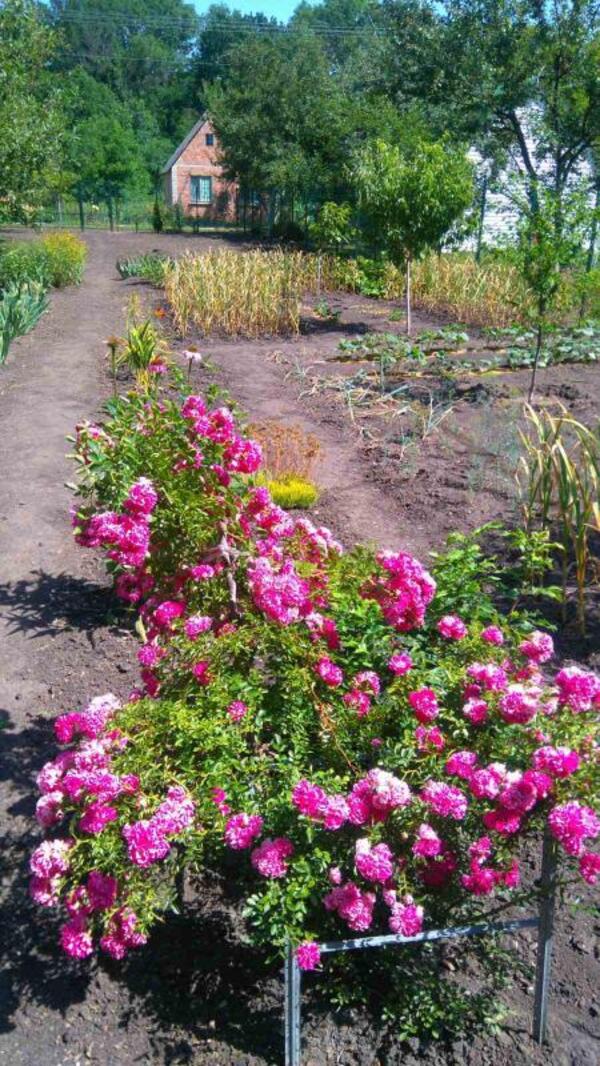 Дача, 1-кімн., Зеленый Колодезь, Харьковский район