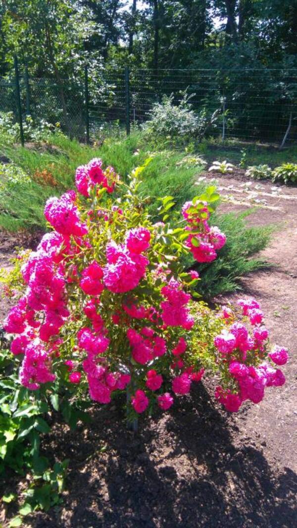 Дача, 1-кімн., Зеленый Колодезь, Харьковский район