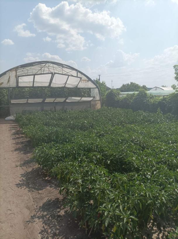 Дом, 1-кімн., Введенка, Чугуевский район