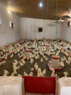 дом, Лизогубовка, Харьковская область