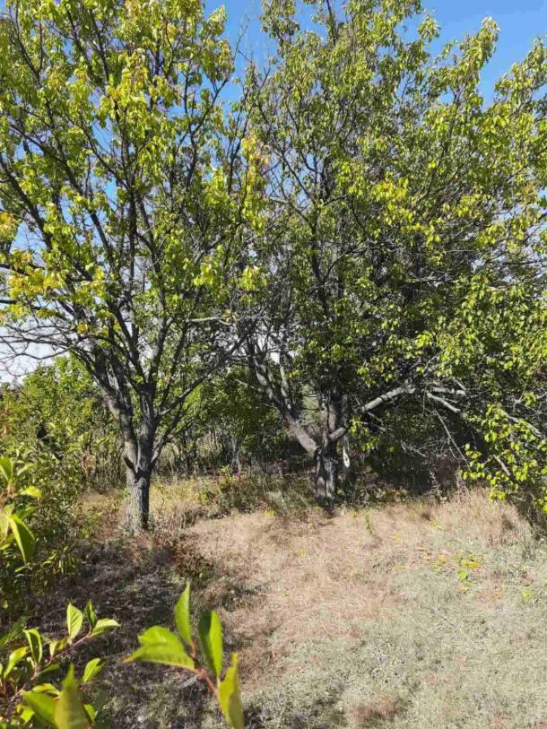 Участок, Харьков, Аэропорт, Степовая